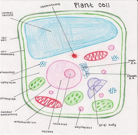 Plant Cell Diagram To Draw Structure : Functions and Diagram