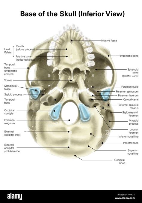 Base of human skull, inferior view, with labels Stock Photo - Alamy