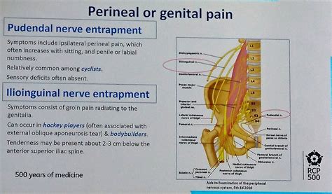 Inguinal Nerve Distribution