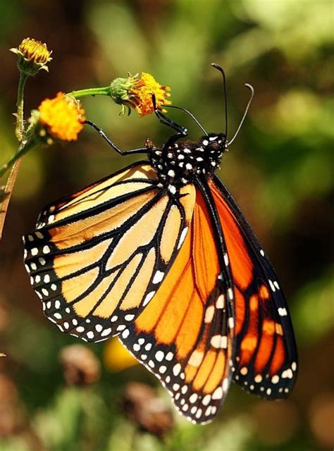 Butterfly Types and Identification Guide to 21 Butterfly Species | HubPages