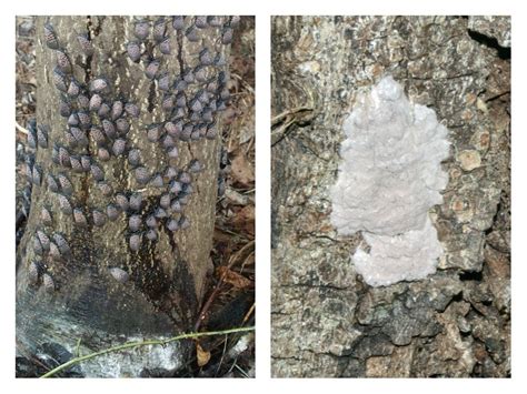 What do spotted lanternfly eggs look like? Here’s how to spot them ...