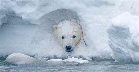 Lisa Murkowski Introduces Bill To Open Arctic Wildlife Refuge To Oil ...