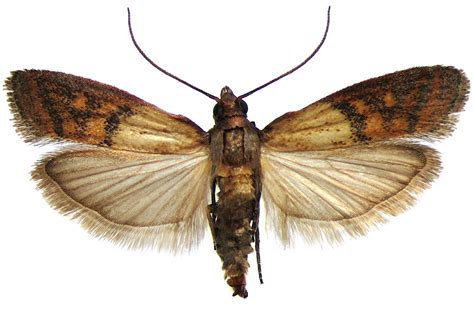 Pantry Moth (Indian Meal Moth): Identification, Life Cycle, Facts ...