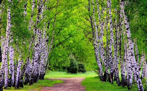 Birch Tree Backgrounds | PixelsTalk.Net