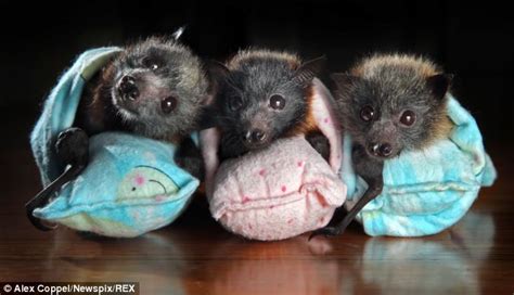 Orphaned baby flying foxes find a new home with their own blankets ...