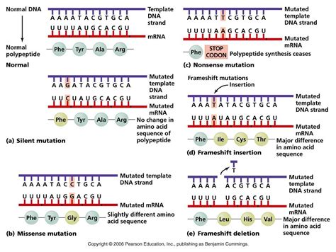 Dna Mutations Practice Worksheet Answers | Practices worksheets ...