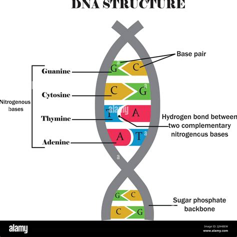 DNA structure.DNA with its components: cytosine,guanine,adenine ...