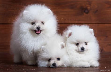 59+ White Pomeranian Dog Pictures Picture - Codepromos