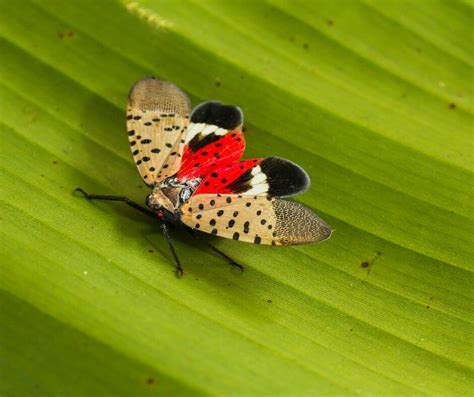 Spotted Lanternfly Management Guide: Origins, Impact & Control Measures