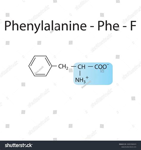 Phenylalanine Phe F Amino Acid Structure Stock Vector (Royalty Free ...