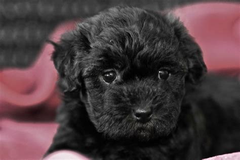 Black Havanese Puppies Photos | Havanese puppies, Puppies, Havanese