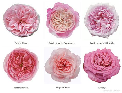 Varieties of Pink Garden Roses - Garden Roses Direct