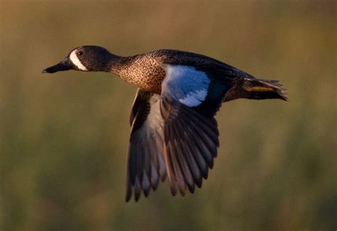 The Annual Fall Waterfowl Migration is Underway | OutdoorHub