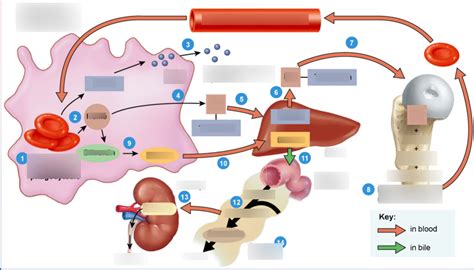 Erythropoiesis Diagram | Quizlet