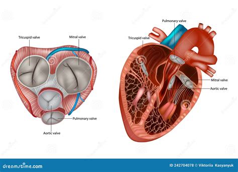 Structure of the Heart Valves Anatomy. Mitral Valve, Pulmonary Valve ...