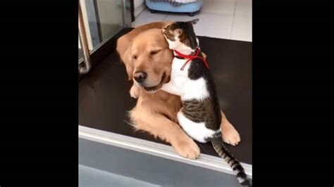 Cat and dog hug each other in this adorable video. Seen it yet ...