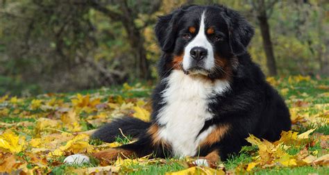 Bernese Mountain Dog Breeders Australia | Bernese Mountain Dog Info ...