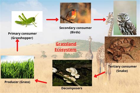 Grassland Food Chain Examples And Diagram – NBKomputer