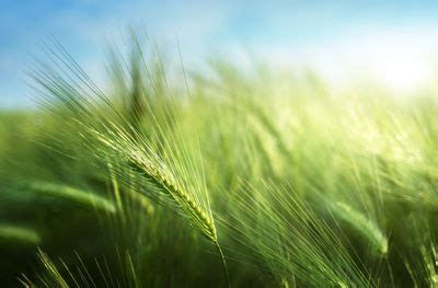 Growing Barley In The Garden – How To Grow Barley For Food