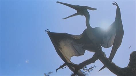 Pteranodon - Jurassic Park wiki - Wikia