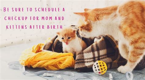 Pregnant Cat Care Tips