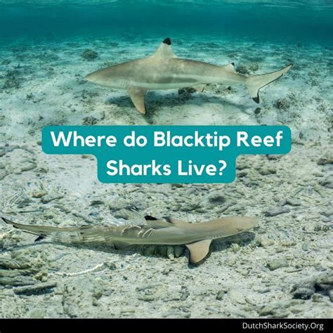 Blacktip Reef Sharks Facts And Info Guide - Dutch Shark Society