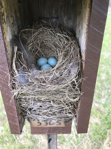 4 inch eastern bluebird nest with three eggs. Bluebirds weave a nest ...