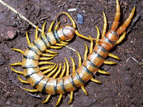 House Centipede Bite Symptoms