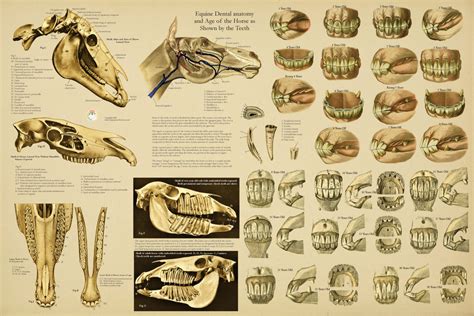 Equine Dental Anatomy Age of Horse by Teeth Chart