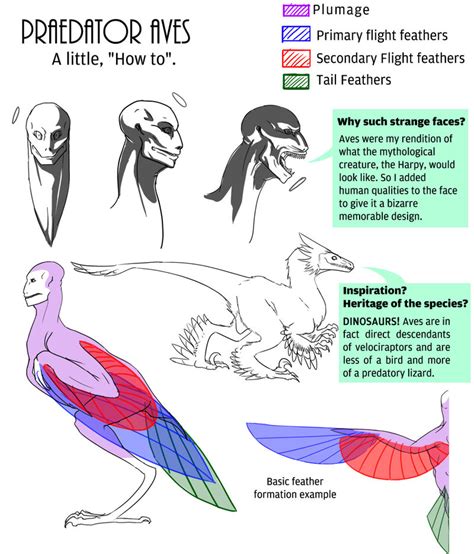 Aves' Anatomy by Anatomical-Automaton on DeviantArt