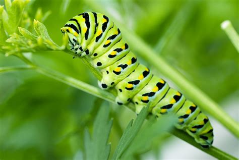 Feeding butterfly larva - a photo on Flickriver