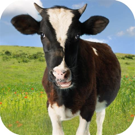 Cow Sounds - Apps on Google Play