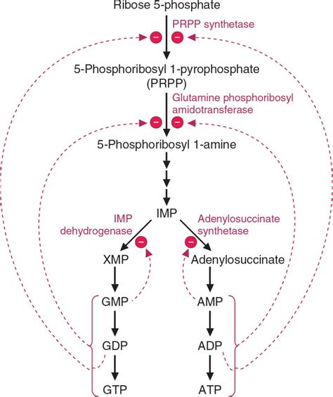 Purine and Pyrimidine Metabolism | Basicmedical Key