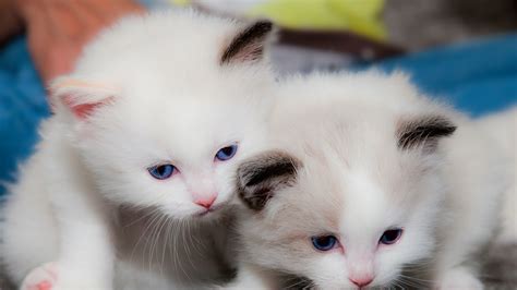 Two Cute White Cats Are Looking Down 4K HD Kitten Wallpapers | HD ...