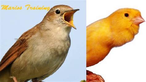 Canary singing video - Nightingale singing