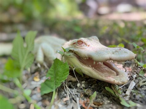 Albino American Alligator - Zoo & Snake Farm New Braunfels