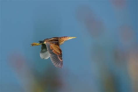 Green Heron in Flight - Sean Crane Photography