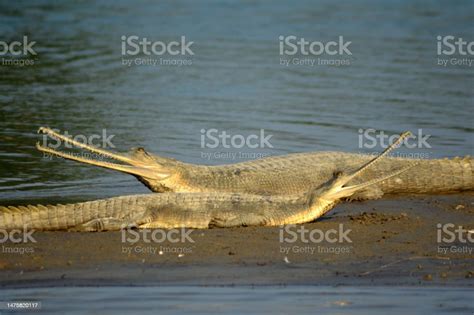 Gharials Basking In The Morning Sun At Kaneriaghat Uttar Pradesh India ...