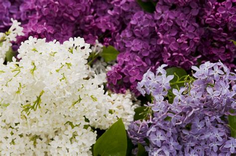 15 Beautiful Lilac Varieties