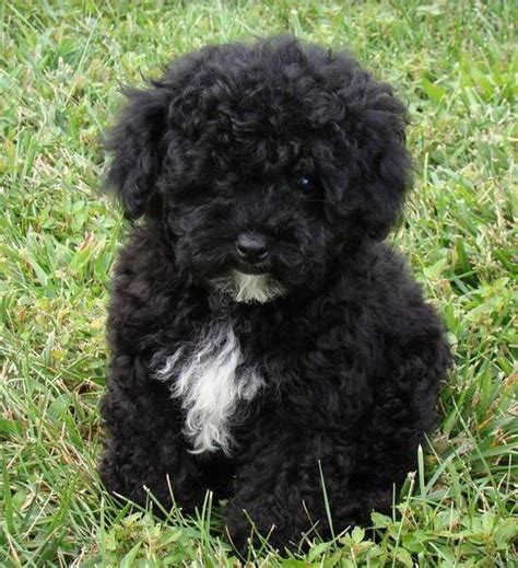 Black toy poodle Maltese mixed puppy.JPG