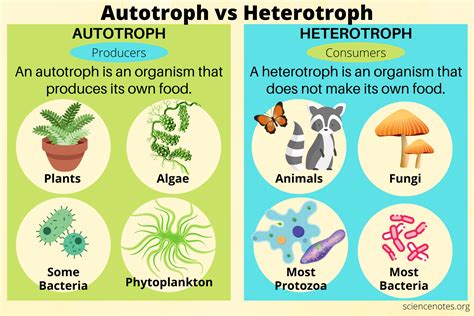 Autotrophs Examples