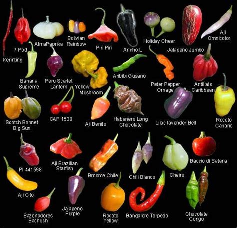 What type of chilli is this? « Singletrack Forum | Stuffed peppers ...