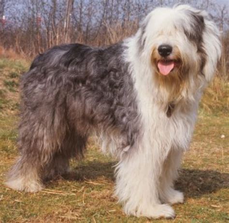 Old English Sheepdog vs Golden Retriever - Breed Comparison