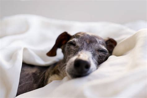 Greyhound Sleeping Stock Photos, Pictures & Royalty-Free Images - iStock