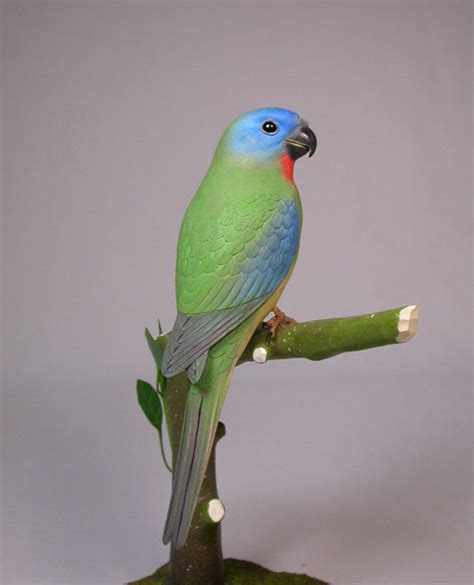 Splendid Grass Parakeet – Birdhug Studio