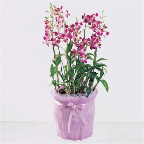 Pink Dendrobium Orchid (Summer only) – FlowerSeoul.kr