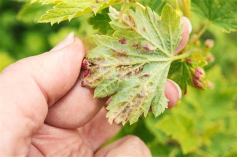 Aphids | Garden Pests & Diseases | Gardening Tips | Thompson & Morgan