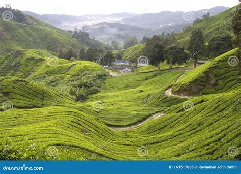 Tea Plantation, Cameron Highlands Stock Photo - Image of lies, habitats ...