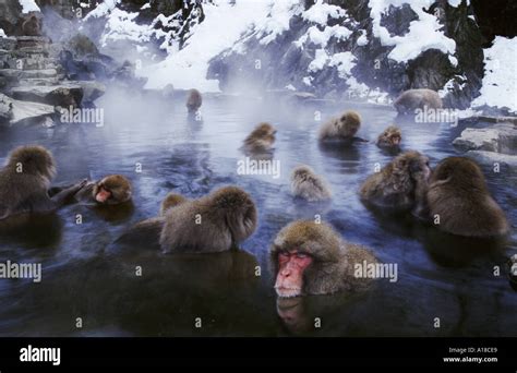 Snow monkeys bathing in hot springs Jigokudani National Park Japan ...