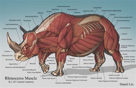 Rhino Anatomy Analysis, Daniel Lin (Tien Yu) | Anatomy, Animal ...